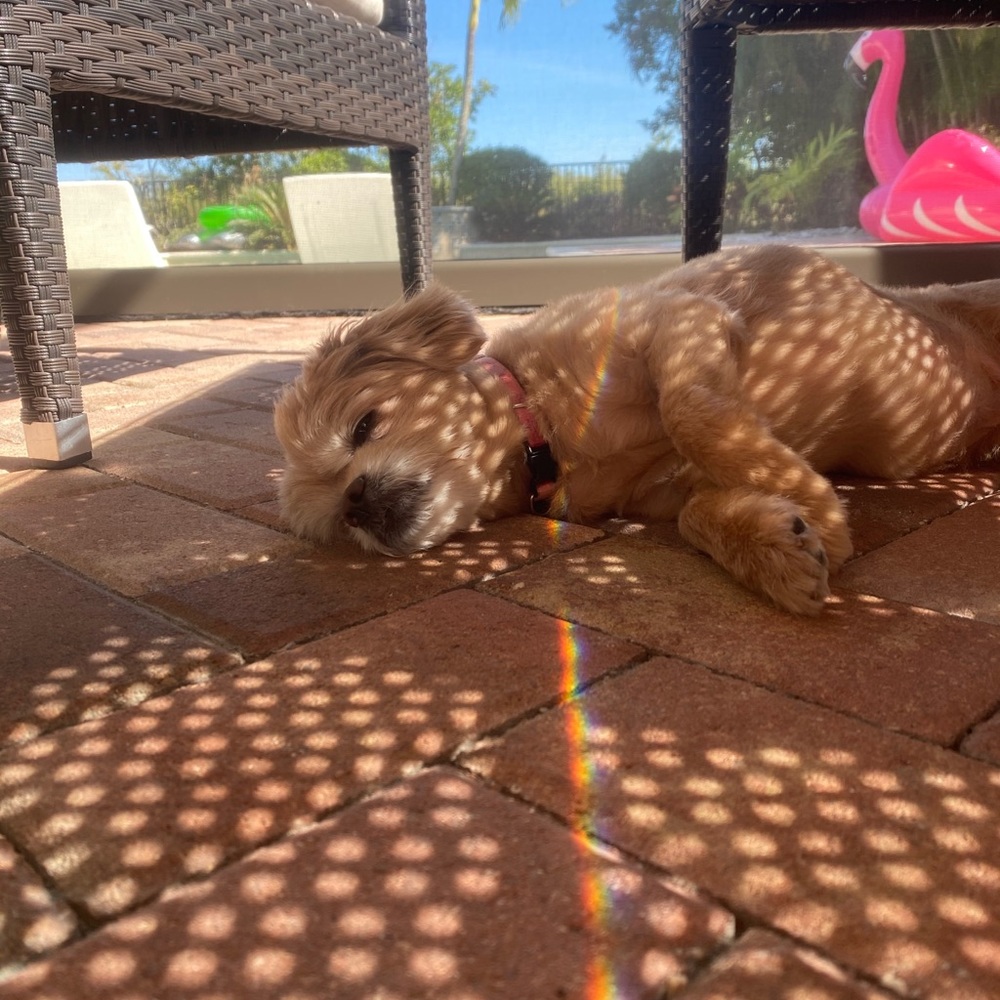 Meet your Posher, Adriana